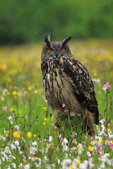 Eurasian Eagle Owl, Bubo bubo, perched on rotten mossy stump in colorful flowered meadow. Wildlife scene from summer nature. Bird in natural habitat during fresh spring rain. Habitat Europe, Asia.