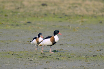 干拓地を歩くツクシガモ（鹿児島県・出水市）