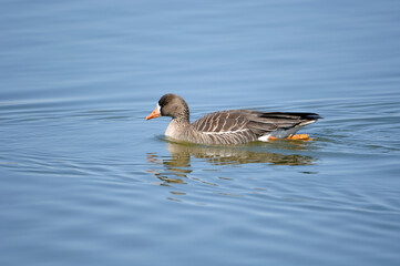泳ぐマガン（北海道・宮島沼）
