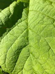 close up texture of leaf with veins