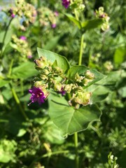 the buds of a pretty purple wild flower