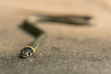 baby snake with a yellow stripe
