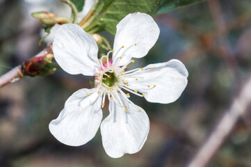 Branches of blossoming apricot macro