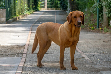 Man's Best Friend, the Dog