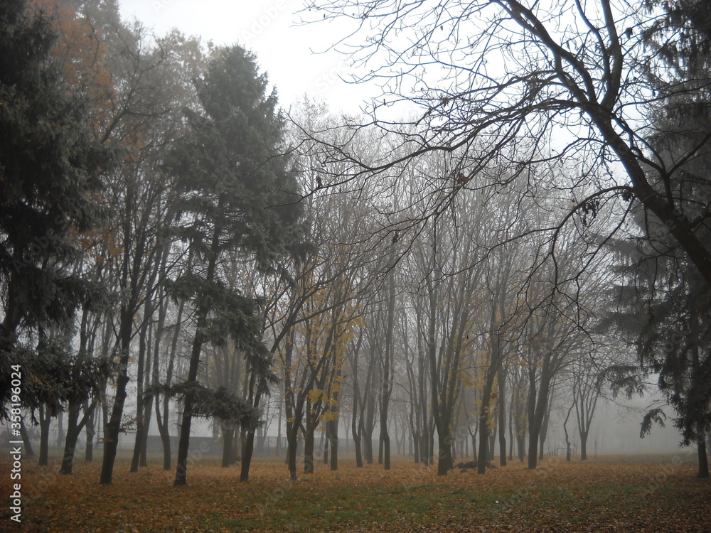 Poster fog in the autumn forest. deciduous and coniferous trees in calm. yellow fallen leaves on the ground