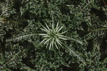 Close up Silybum marianum plant