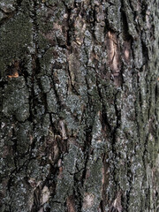 bark of a tree