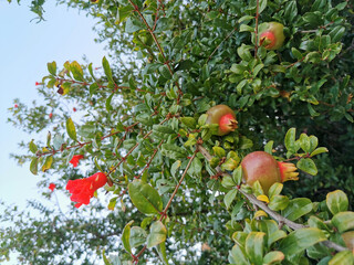 Pomegranate fruit grows on a tree during maturation