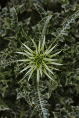 Close up Silybum marianum plant