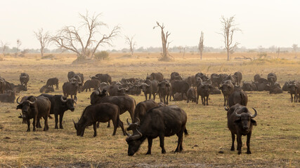 large buffalo herd grazing 