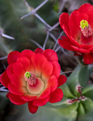 Close-up of Bright Red Claret Cup Cactus Flower Blooms