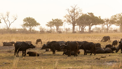 large buffalo herd with elephants in the distance