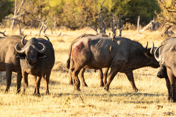 injured buffalo with the herd
