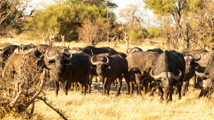 large buffalo herd looking forward