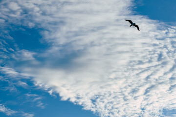 A bird flying on a blue sky full of white clouds
