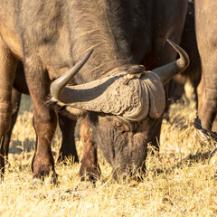Buffalo with oxpecker on head
