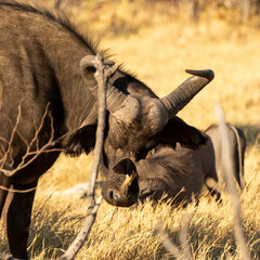 Buffalo with oxpecker on nose