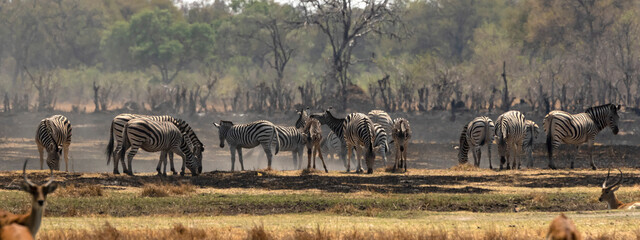Zebra in burnt out savannah