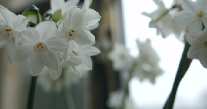 Paperwhite narcissus in window sill on a rainy day