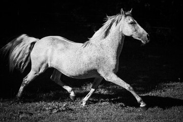 Obraz na płótnie Canvas Weißes Pony in Bewegung - s/w