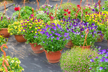 Fototapeta na wymiar Garden Centre. Flowers in pots for sale, single-skin and perennial plants