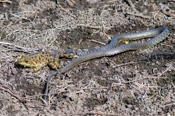Hunting grass snake has caught a frog
