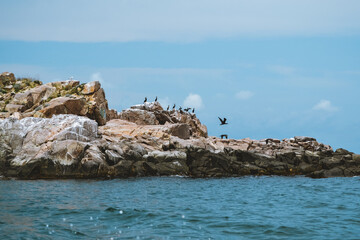 Cormorant birds resting on rocks in the Black Sea