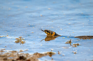 Hunting grass snake swims in water. Closeup