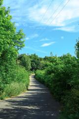 Fototapeta na wymiar Road in the village among beautiful nature. Landscape in the summer. Stock photo background