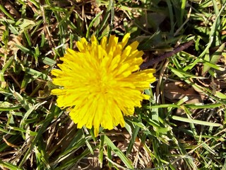 yellow dandelion flower