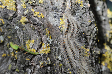 Raupen des Eichenprozessionsspinner an Eiche während Prozession Makroaufnahme deutlich zu erkennen lange als auch kurze Haare der Raupen