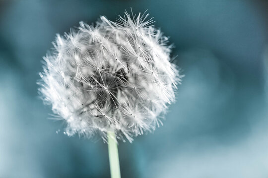 Mature Seeds dandelion flower with a white cap.