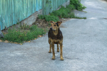 Cute pet on the nature near the house. Homeless poor dog playing on the street and looking at the camera. Stock photo for design
