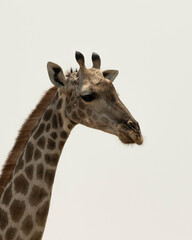 close up of giraffe head