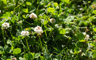 wild flowers in the grass