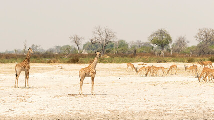 giraffe with impala behind