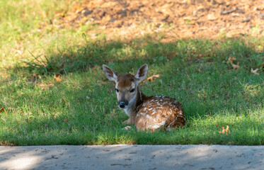 Small Fawn Turning to Look to the Camera While Sitting on Wet Grass on the Texas Suburbs