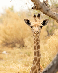 close up of baby giraffe head
