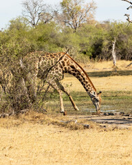 Giraffe having a drink in a pan