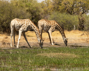 2 giraffe having a drink 