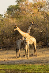 2 giraffe with the necks crossed