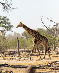giraffe walking in front of dead trees