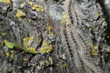 Raupen des Eichenprozessionsspinner an Eiche während Prozession Makroaufnahme deutlich zu erkennen lange als auch kurze Haare der Raupen