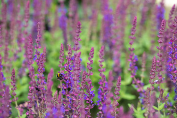Bumblebee drinks nectar on flowering lavender. Summer season