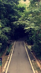 hidden gem in a forest, empty road