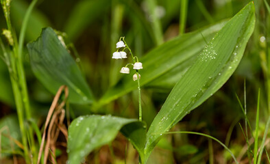 White lily of the valley with raindrops