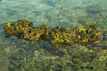 seaweed on the rocks