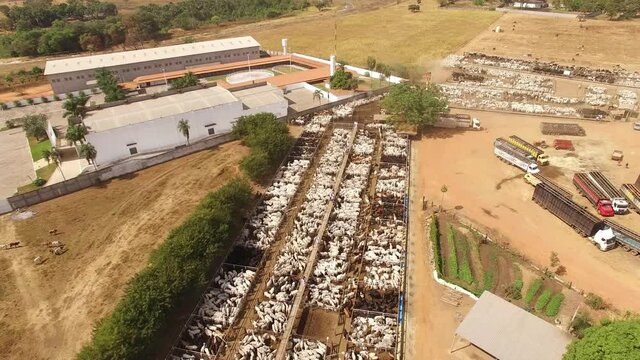 Large livestock confinement farm. Aerial view of a large beef cattle feedlot farm. Brazilian breed mixing nellore and angus. Brazilian livestock fattening cattle.