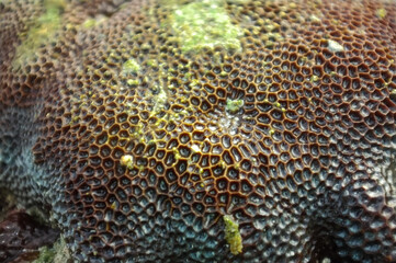 close up of coral