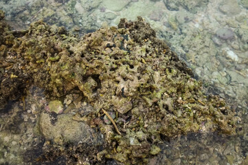 seaweed on the rocks